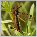 Flabellifera pectinicornis - Schnake w03.jpg